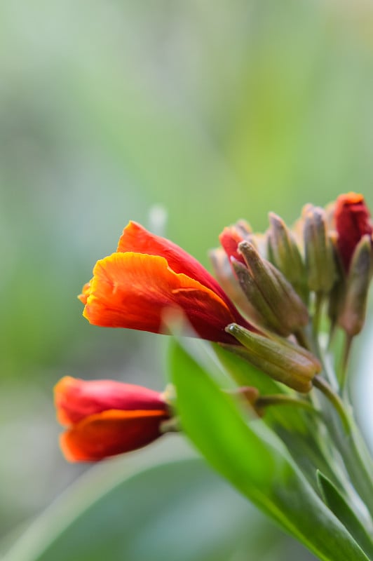 橙色的壁花概要