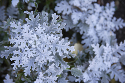 Senecio cineraria