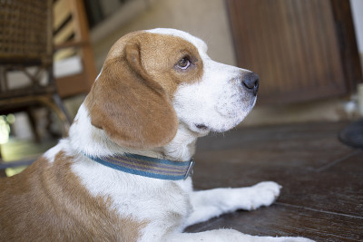 一只可爱的白棕色母比格犬。