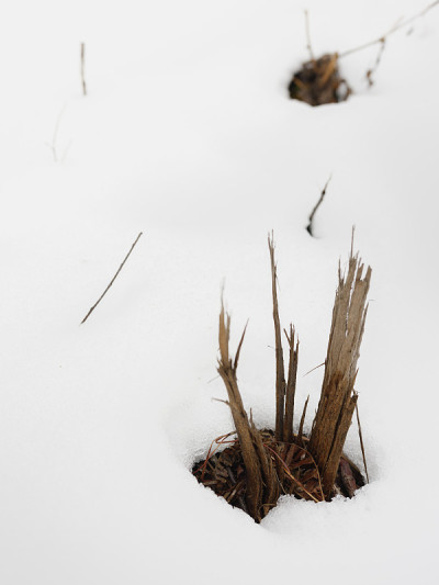 雪中损坏的小树桩