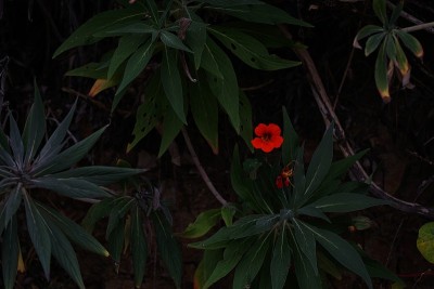 缪尔海滩周围的风景，加利福尼亚