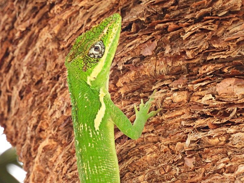 古巴骑士阿诺尔(Anolis equeststris)在一棵棕榈树上休息