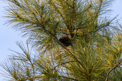 在夕阳下春天天空的阳光照射下，松树(Pinus brutia pityusa)正在生长的枝条上长长的