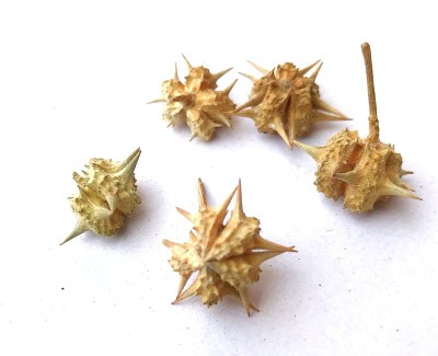 刺藤或刺蒺藜草