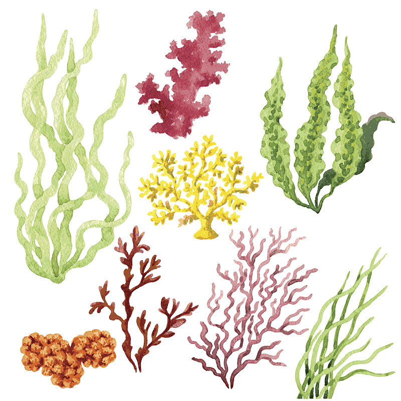 海藻集