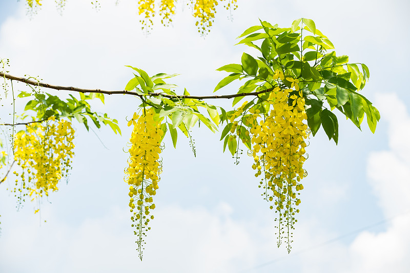 大阪金雨花或决明子花