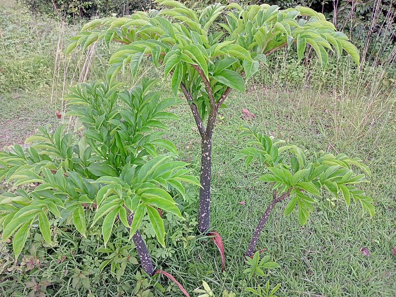 森林里的魔芋树。在森林的树上种植魔芋。