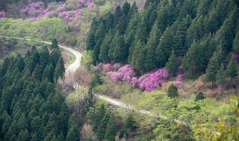 丽水英寿山杜鹃花花园