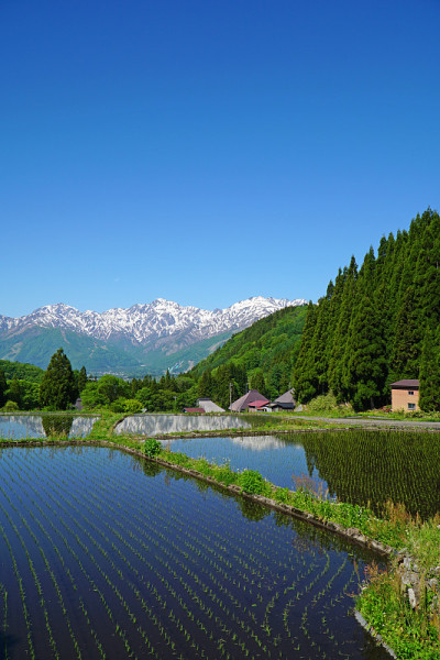 北阿尔卑斯山和稻田(奥尼村)