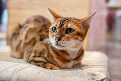 猫