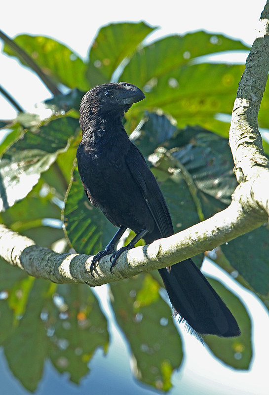 Smooth-billed Ani