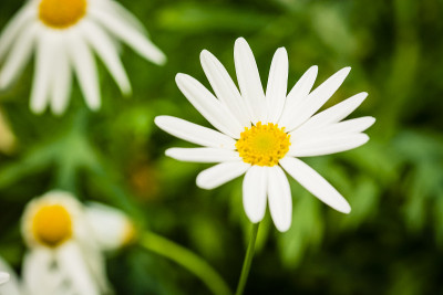 花盛开