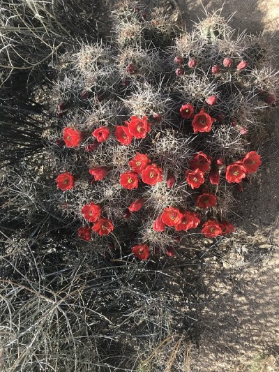 莫哈韦沙漠开花的仙人掌