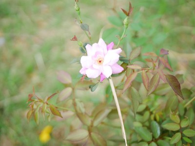 隐约柔软可爱的粉红色花朵