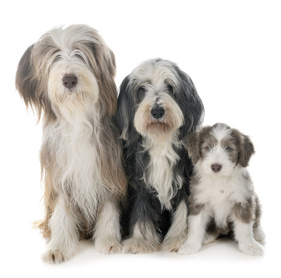 家庭古代长须牧羊犬