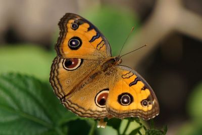 Junonia(孔雀堇型花)