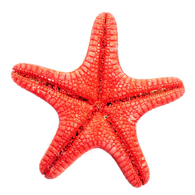 海星