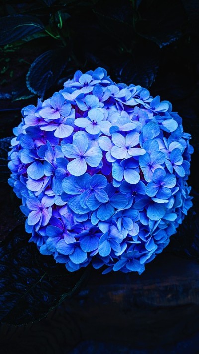Artifial花