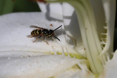 黄蜂