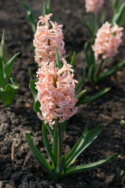 米色或淡粉色风信子花，风信子或风信子花