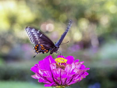 Papilio troilus，香料灌木燕尾蝶