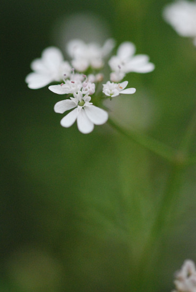 香菜花