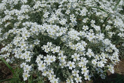 星状白色花