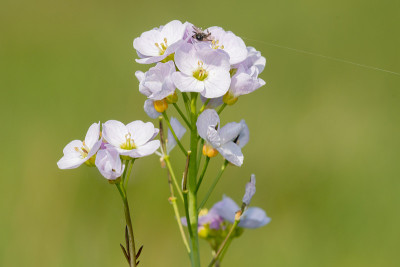 白花酢浆草(cardamine pratensis)