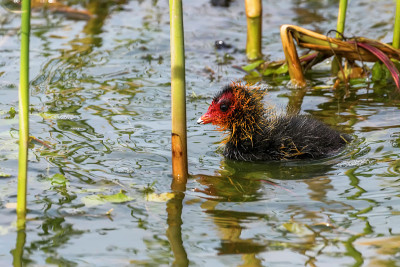 欧亚白骨鸡(Fulica atra)游泳