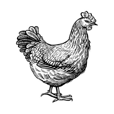 鸡矢量插图。农场母鸡，复古素描。