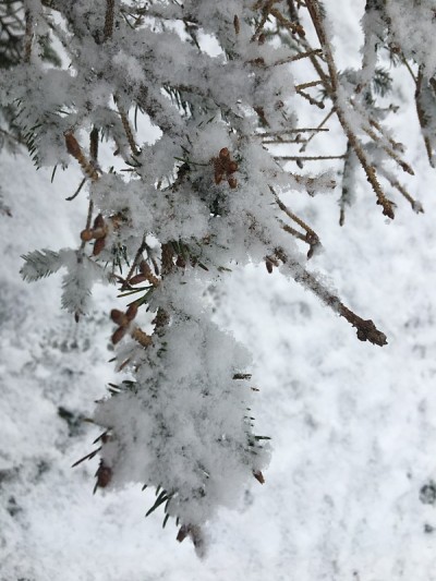 雪花