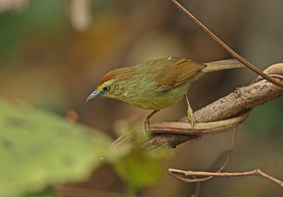 细条纹Tit-babbler