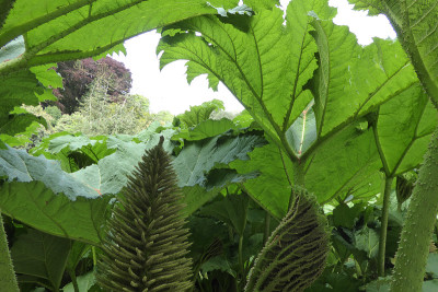 Gunnera manicata - Trebah花园-康沃尔，英格兰，英国