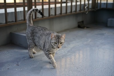 埃及想