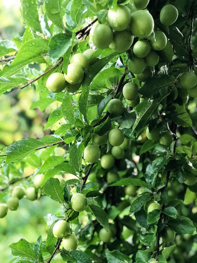 波兰西南部茂密的绿色湿地树叶的特写