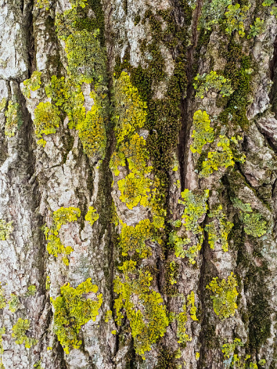 树皮上的绿色苔藓和地衣