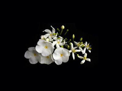 栀子花