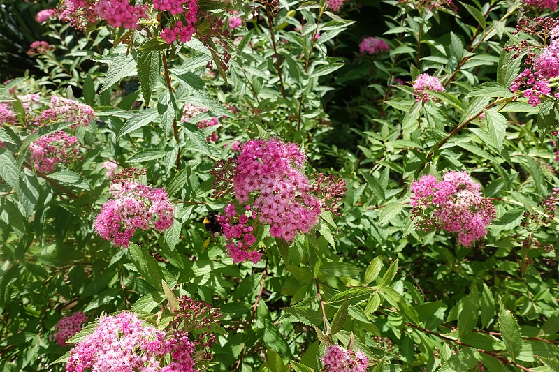 大黄蜂对日本绣“魔毯”春天的季节