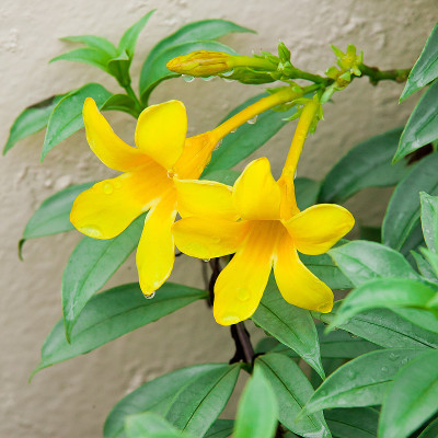 黄色的花