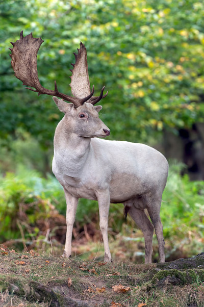 鹿Fallow Dama