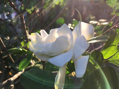 栀子花晨开