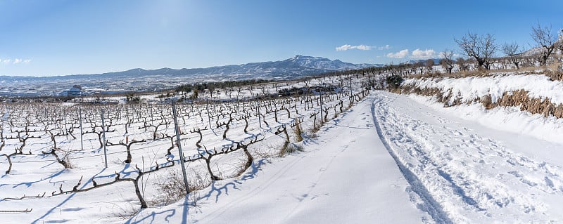 一场大雪后，里奥哈葡萄园的全景