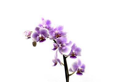 紫色蝴蝶兰野花孤立白色背景。紫色的兰花。