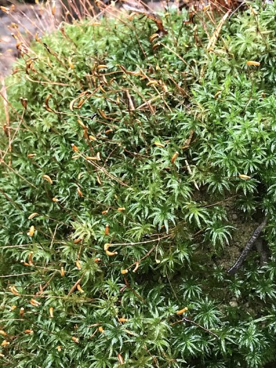 常绿苔藓地衣宏