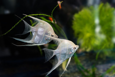 天使鱼翼龙鳞片
