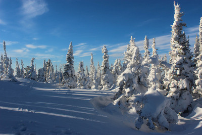 圣诞背景与雪冷杉树和山在阳光明媚的冬日。