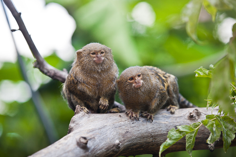 侏儒狨猴(Cebuella pygmaea)特写