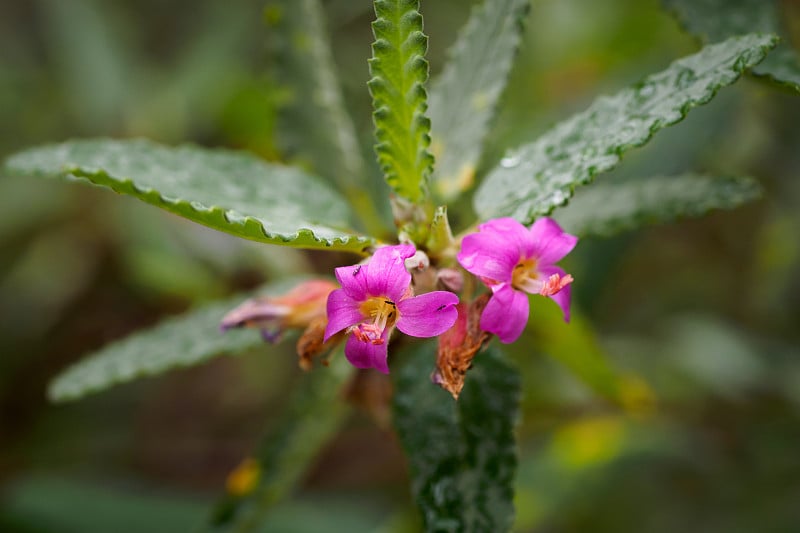 毛锥花