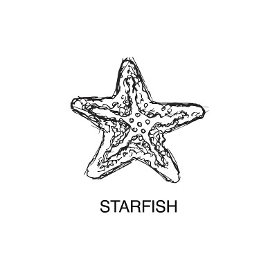 海星向量