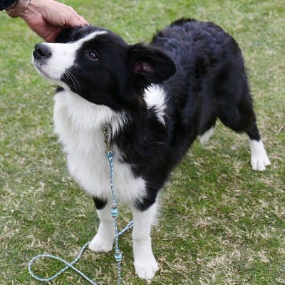公园里的边境牧羊犬